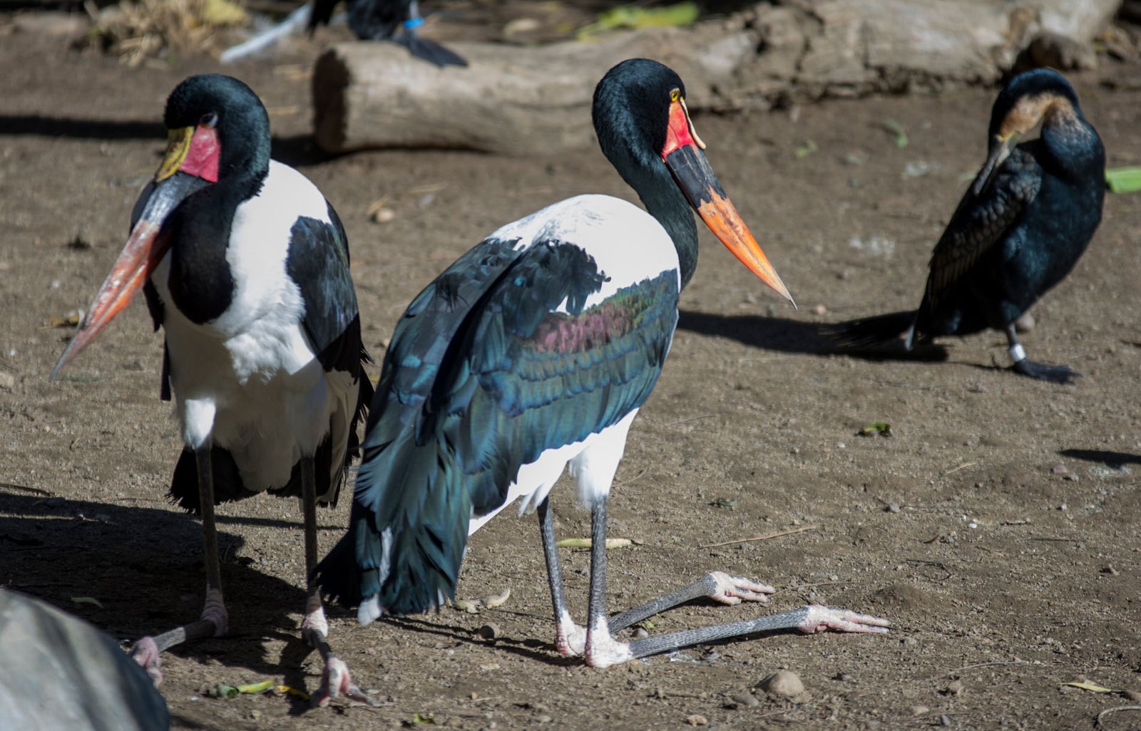 San Diego Zoo Part I 102